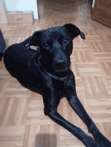 Junkyard Dogs Jyd Nft GIF - Junkyard Dogs Jyd Nft - Discover & Share GIFs
