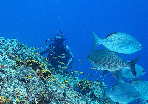 Conoce Venezuela Los Roques Un Paraíso Venezolano