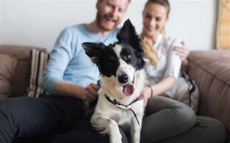 Animais Faceis De Cuidar - 10 Animais de Estimação Pequenos e Fáceis de Cuidar | KuantoKusta