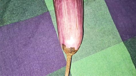 Playing With Gherkin In The Back Side Asian Porn Feat Kaweeshani XHamster