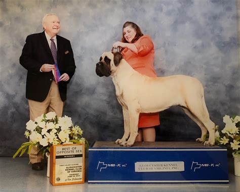 Breeding changes might lead to a decrease in the english mastiff cost 9