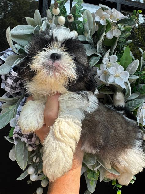 Charlotte Creek Farm - Home of Alladin Shih Tzu