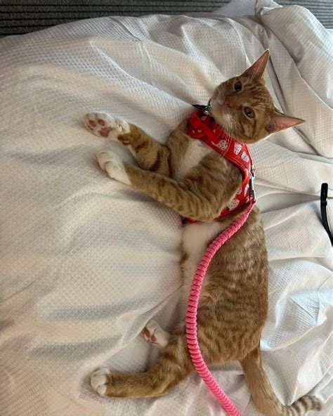 10 Pet Friendly Hotels In Pensacola Florida 2025 Update Catster