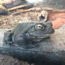 A Dumb Fuck On Tumblr