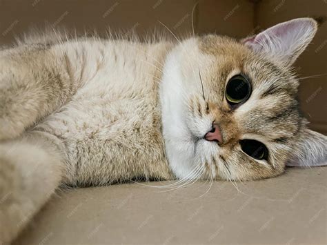 Premium Photo | British shorthair golden chinchilla ny25