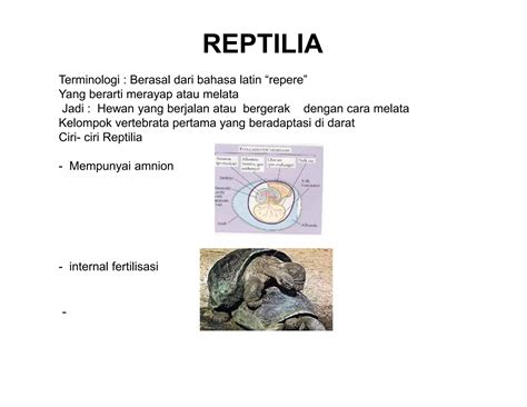 Selaput Pembungkus Embrio Salah Satunya Adalah Amnion Yang Mempunyai Fungsi 10
