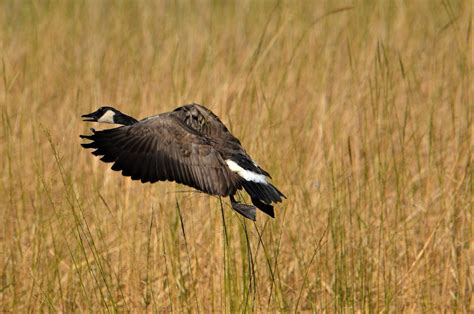 Canada Goose Minnesota Sherburne County Sherburne Natio Flickr