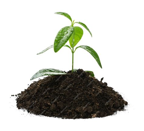 premium photo plant sprouting isolated