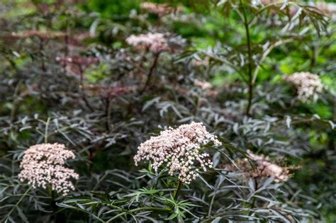 Black Lace Elderberry: Plant Care and Growing Guide
