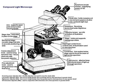 Lecture Cells And Compound Microscope Diagram Quizlet