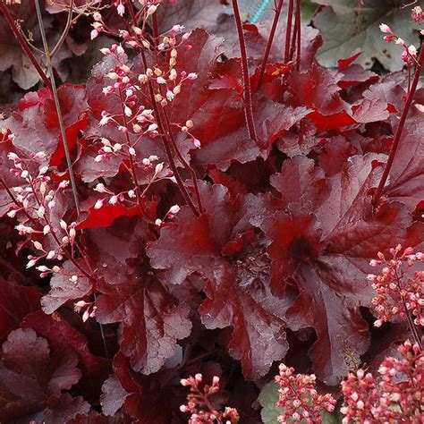 Guacamole Coral Bells Plant Addicts