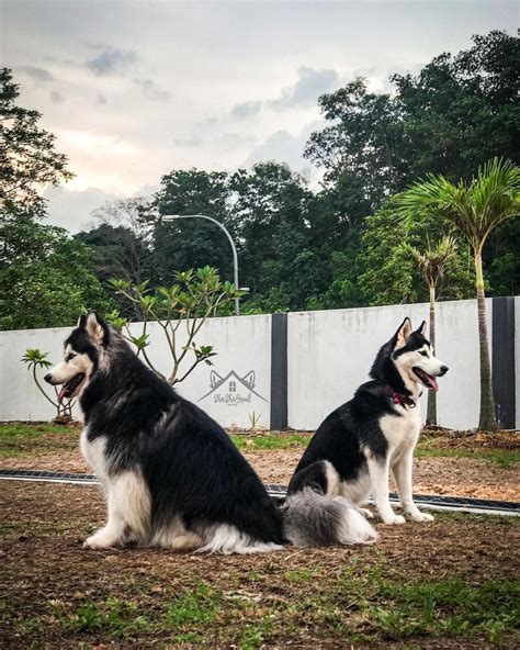 Wooly Siberian Husky Vs. Standard Siberian Husky