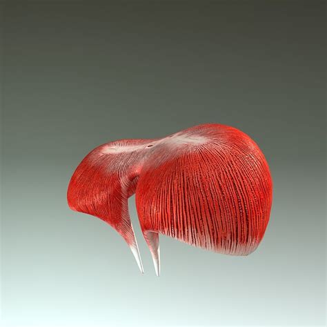 human diaphragm  model  obj ma max cd ds freed