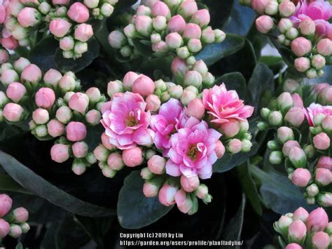 Kalanchoes Plant Care And Collection Of Varieties