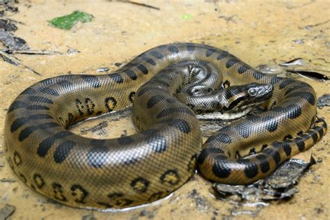 Cobra De Agua Doce - Cobras D’água – Cobras de Água Doce
