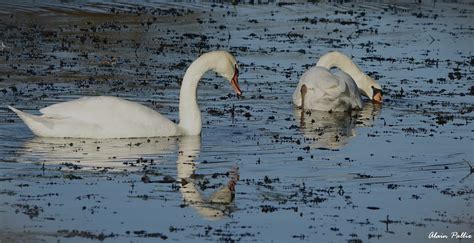 Dsc Champcors Cygnes Copier Alain Pallix Flickr