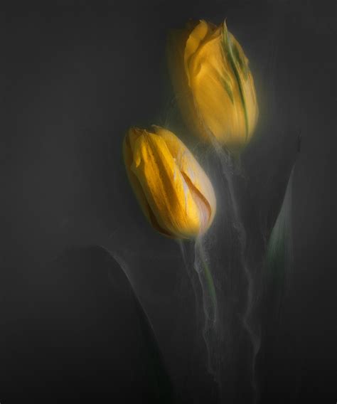 Tulips from the Netherlands on Behance