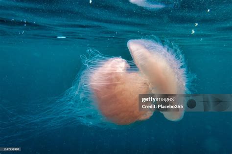 Jellyfish Stinging Tentacles High Res Stock Photo Getty Images