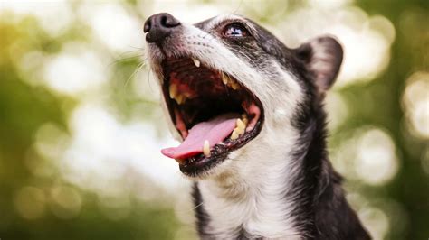 Chihuahua Obsessive Barking Complete Guide (With Tips from Owners ...