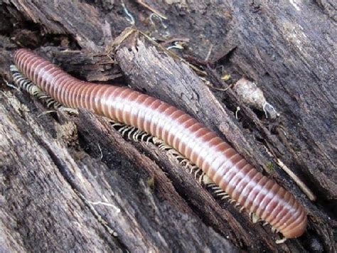Piolho De Cobra Centopeia - Piolho de Cobra: Nome Científico, Tamanho e Peso – Mundo Ecologia
