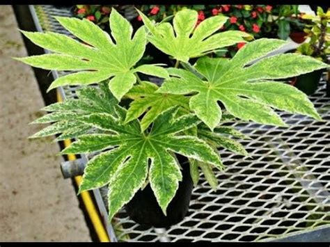 ФАТСИЯ ЯПОНСКАЯ | Уход и разведение в домашних условиях - YouTube