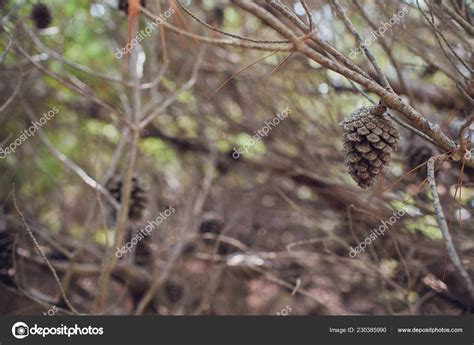 Naked Branches Of A Tree Against Blue Sky Close Up Stock Photo By Vershinin Photo