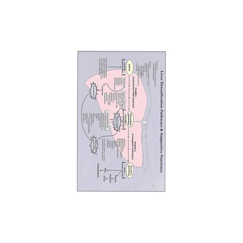 A3 Laminate Liver Detoxification - Epigenetics
