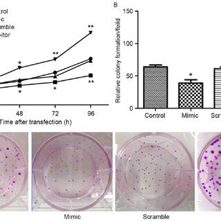 Effects Of Abnormal Expression Of MiR 19b On Cell Viability And Colony