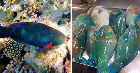 Parrot Fish Sold As Food Such A Pity As They Are So Important To Coral