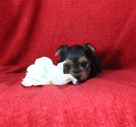 Yorkshire Terrier (Yorkie) Puppies For Sale In Missouri