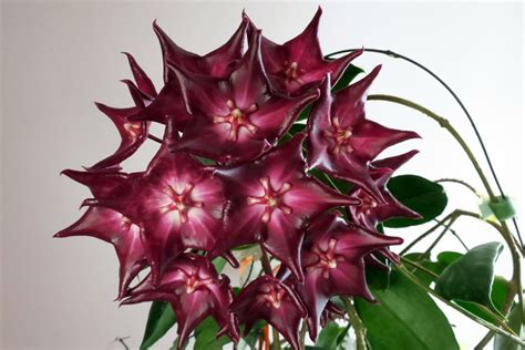 Хоя цветы - 70 фото