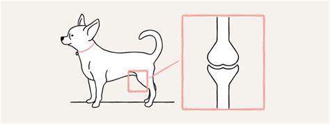 Is A Dogs Tail Cartilage Or Bone