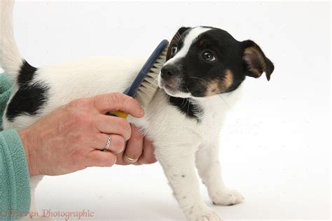Dog Grooming Jack Russell Terrier Pup Photo Wp25339