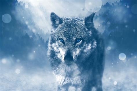 Majestic Wolf Wallpaper ·① WallpaperTag