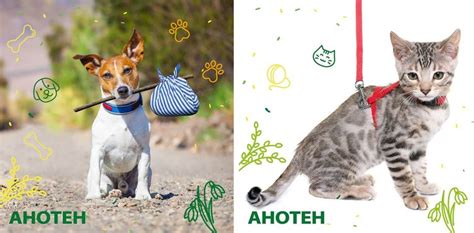 Анотен для кошек и собак: отзывы, цена, способ применения, инструкция