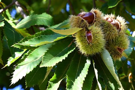 chestnut tree leaves uk