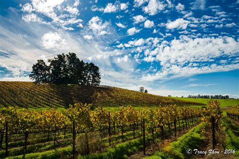 Napa Valley Festival 2024 - Image to u