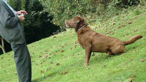 dog training - a steep learning curve | thornypup | Flickr