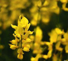 yellow stuff ideas yellow color shades  yellow