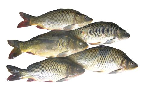 Common Carp Ihticom Local Goods Made In Moldova Fish And Fish Products