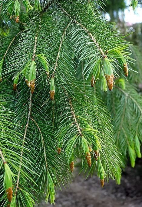 Picea SMITHIANA (Ель): купить 3 семени c доставкой почтой 🌸 Адениум дома