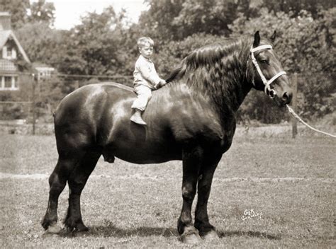 The Origin and History of the Percheron Horse – PHAOA