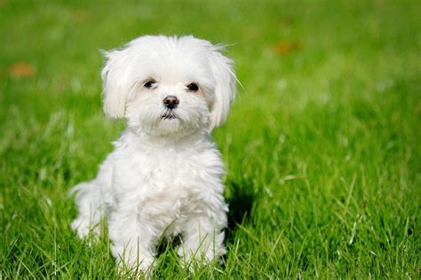 Havanese