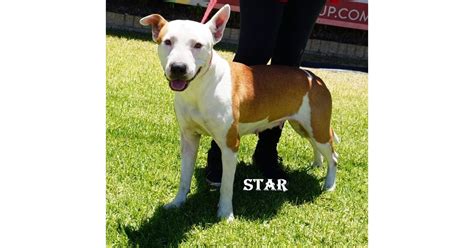 Adopt Star from Malaga WA | Adopt-A-Dog