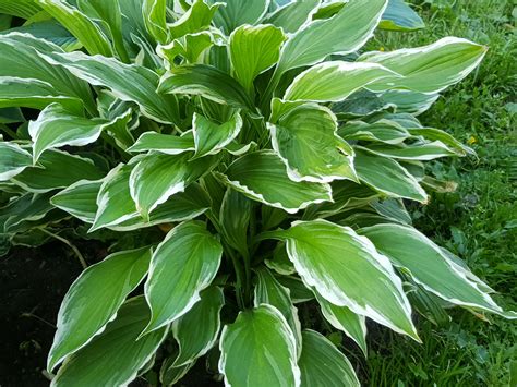 Hostas Left To Thrive: The Secret To Maximizing Growth