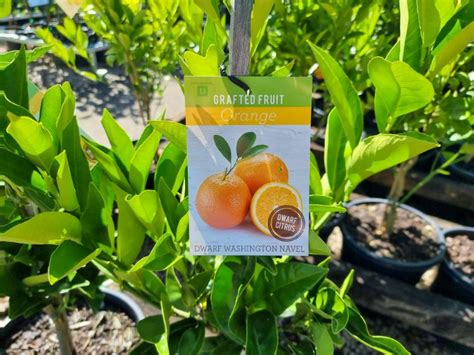 Citrus Sinensis Washington Navel Wholesale Nursery Nurseries In