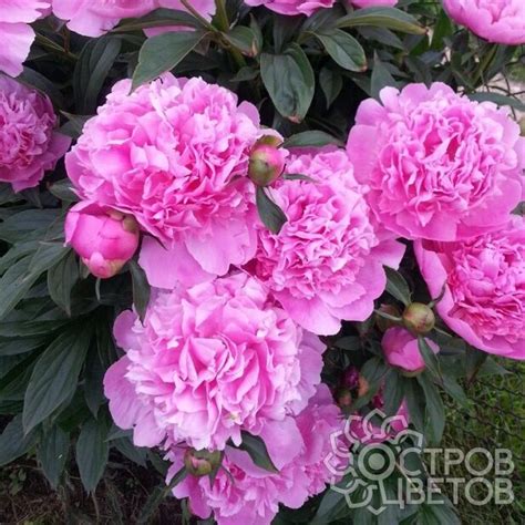 Пион Dr. Alexander Fleming | Купить саженцы почтой, недорого