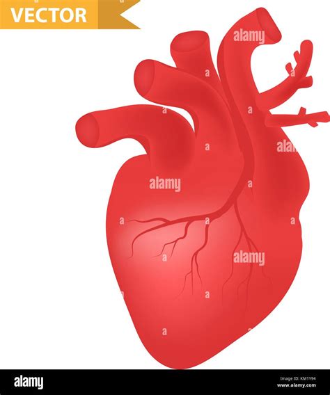 Icono Del Corazón Humano Estilo 3d Realistas órganos Internos Símbolo