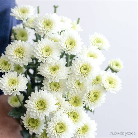 White Button Pom Flower Diy Wedding Flowers Flower Moxie Fresh