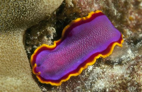 Photos Of Platyhelminthes Flatworms Tapeworms And Trematodes